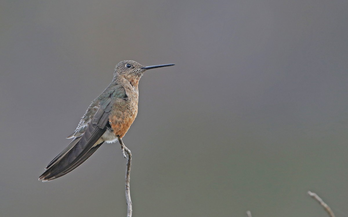 Giant Hummingbird - ML176469641