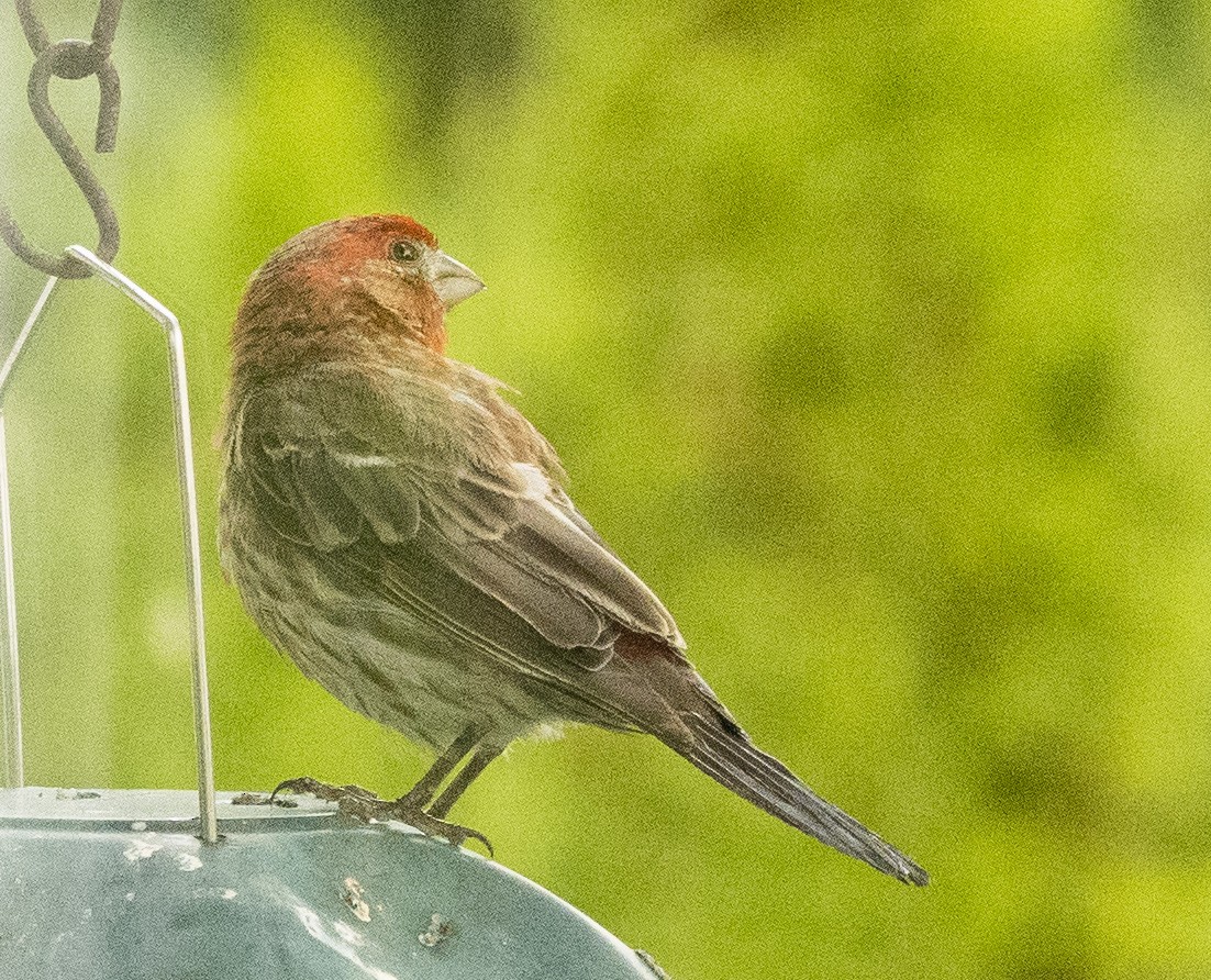 House Finch - ML176470551