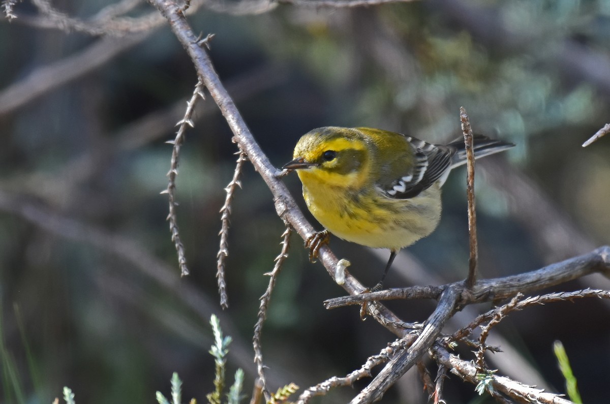 Townsend's Warbler - ML176473631