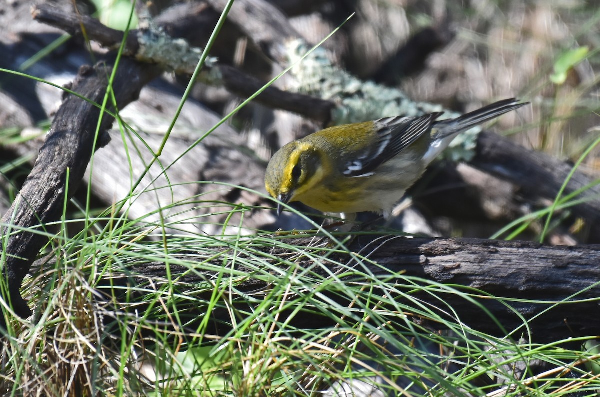 Townsend's Warbler - ML176473651