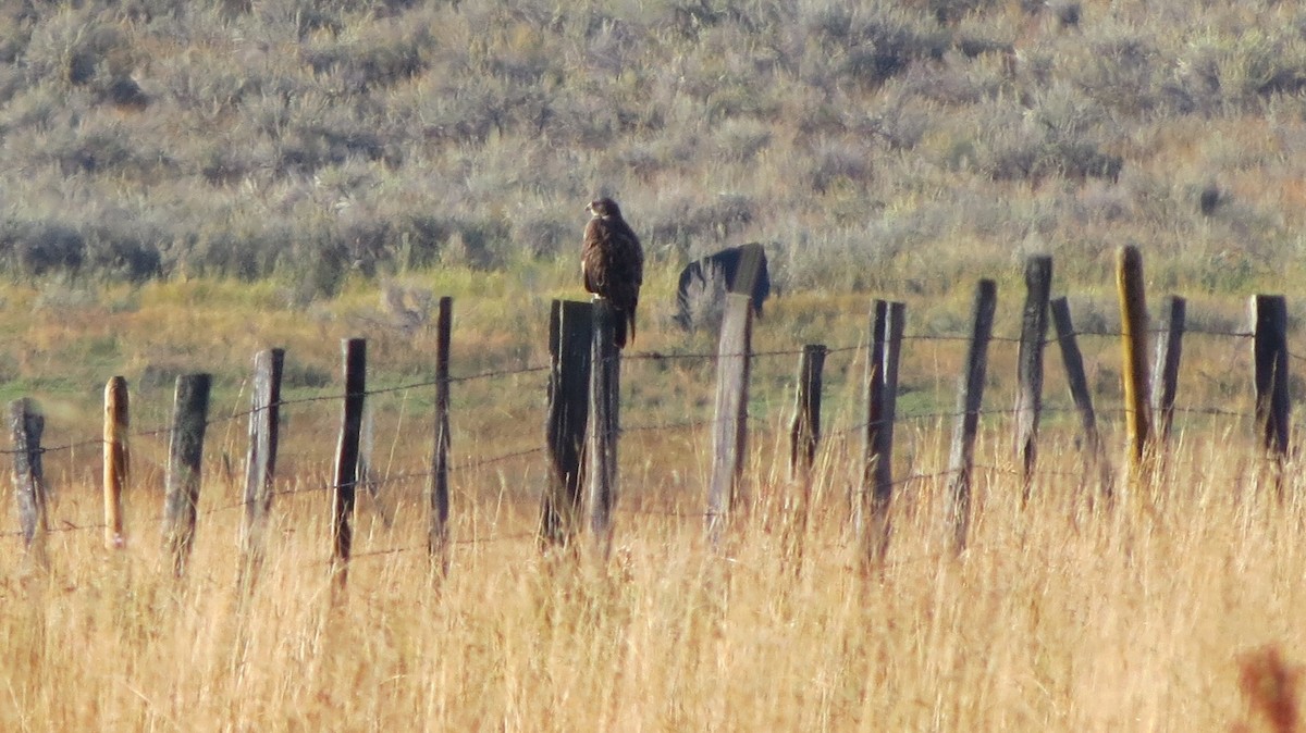 Swainson's Hawk - ML176473861