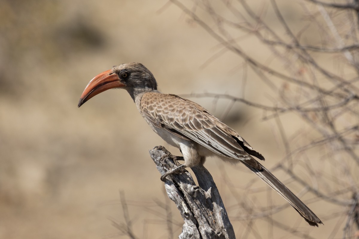 Bradfield's Hornbill - Raphael Lebrun