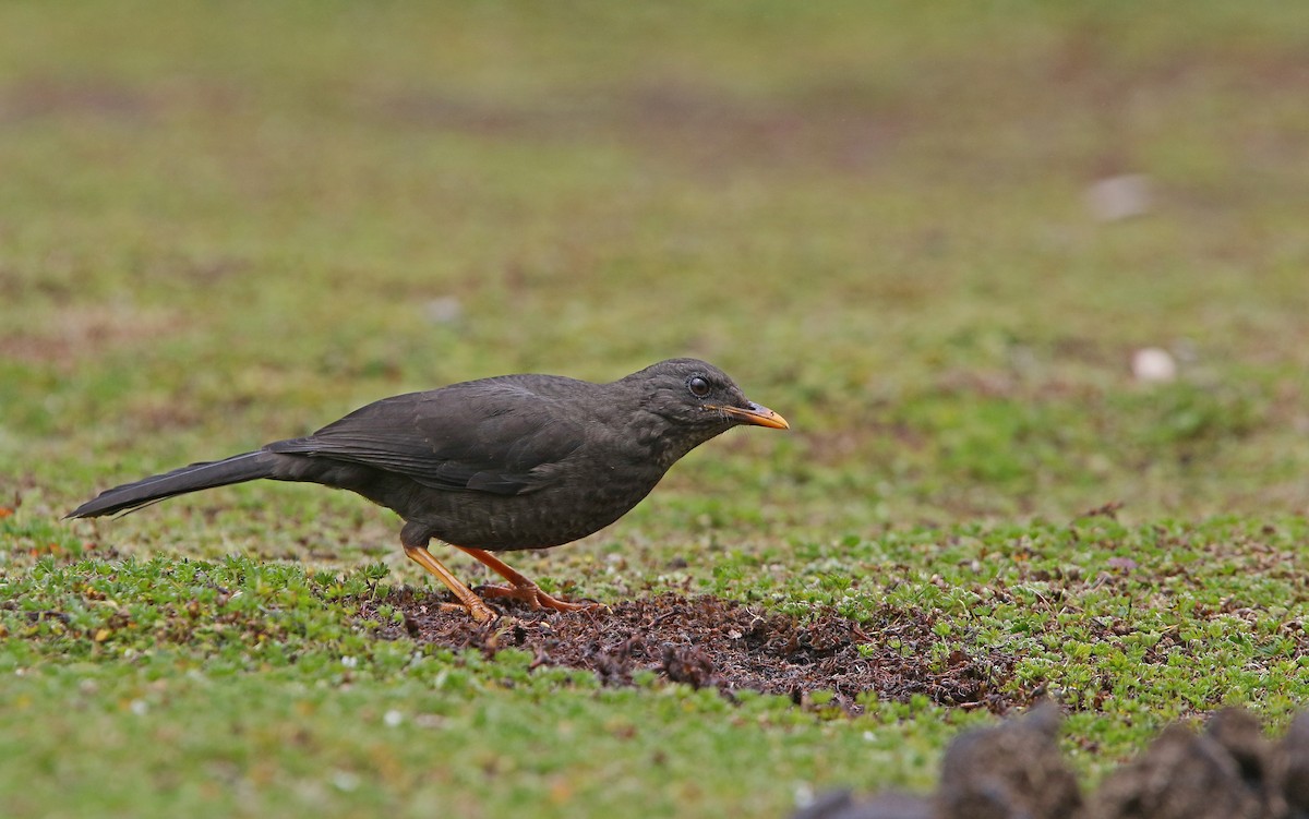Great Thrush - ML176474851