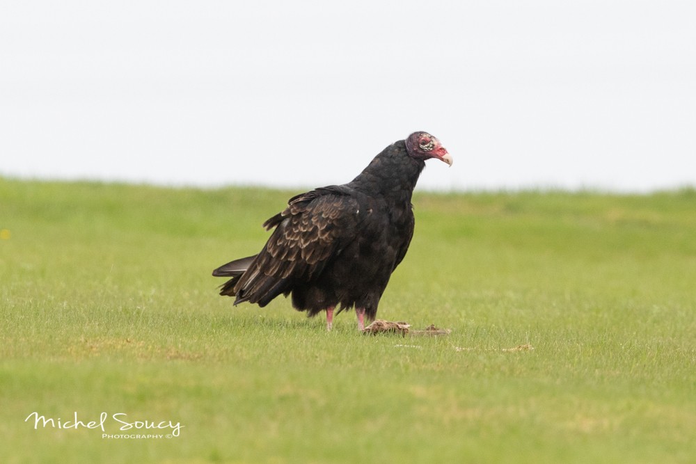 Turkey Vulture - ML176475971