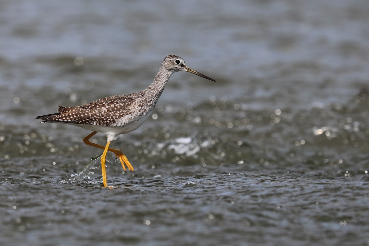 Greater Yellowlegs - Daniel Jauvin