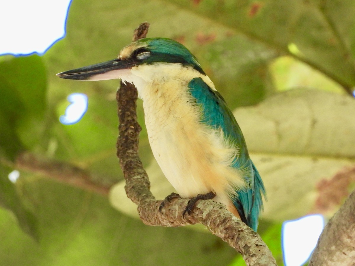 Sacred Kingfisher - ML176481221