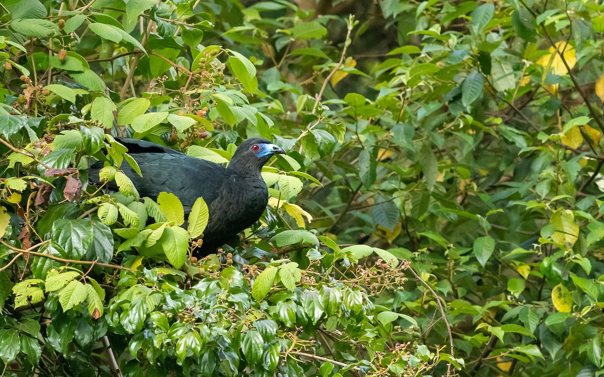 Black Guan - ML176481661