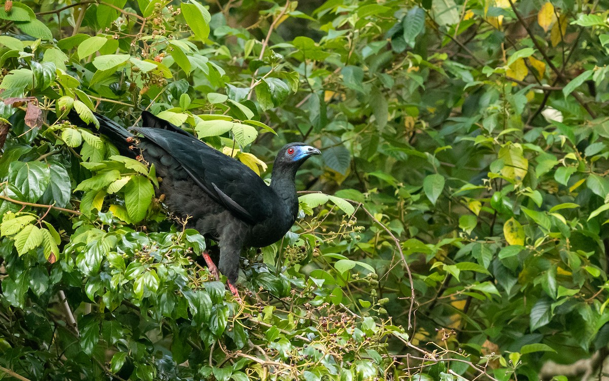 Black Guan - ML176481671