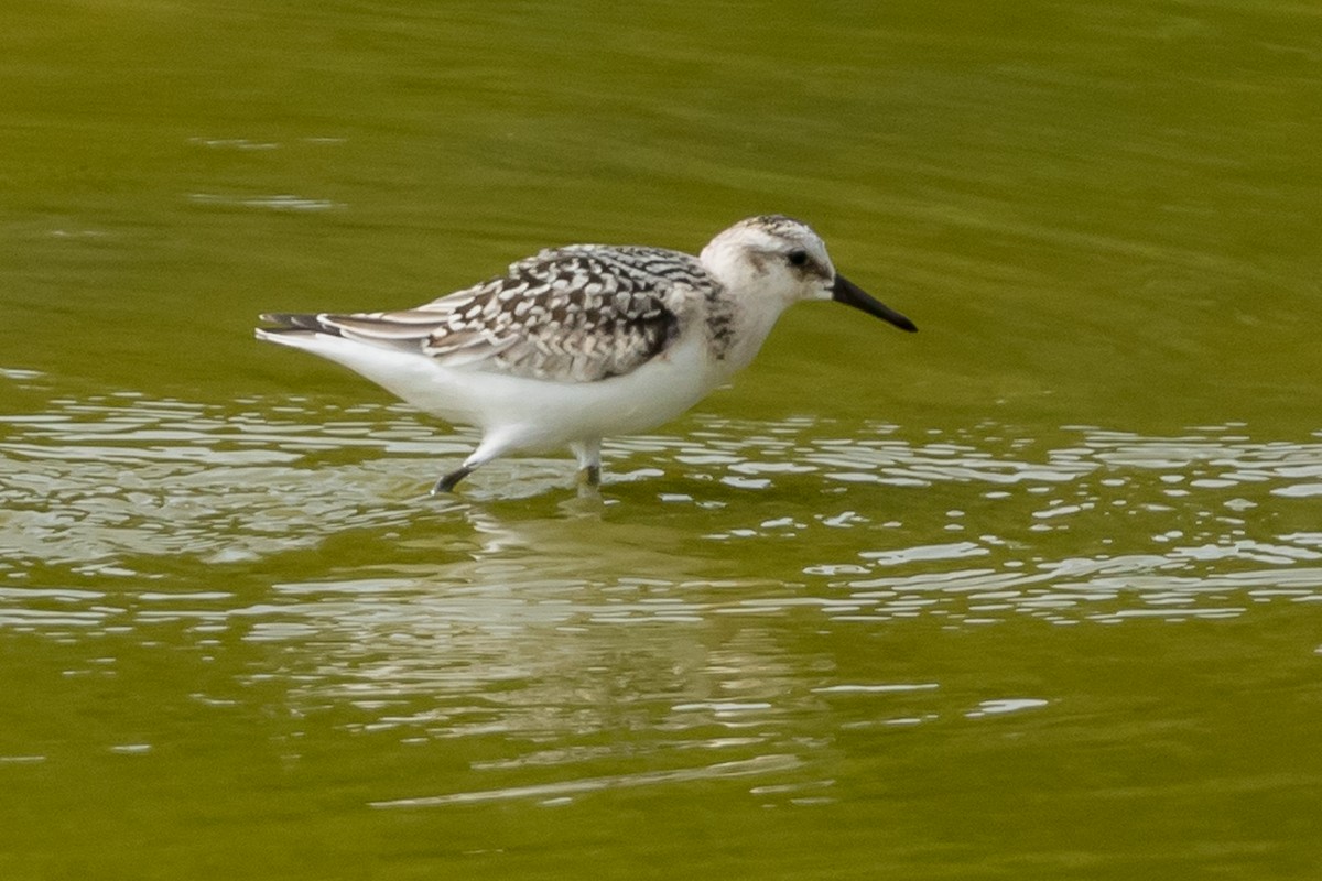 Sanderling - ML176481691