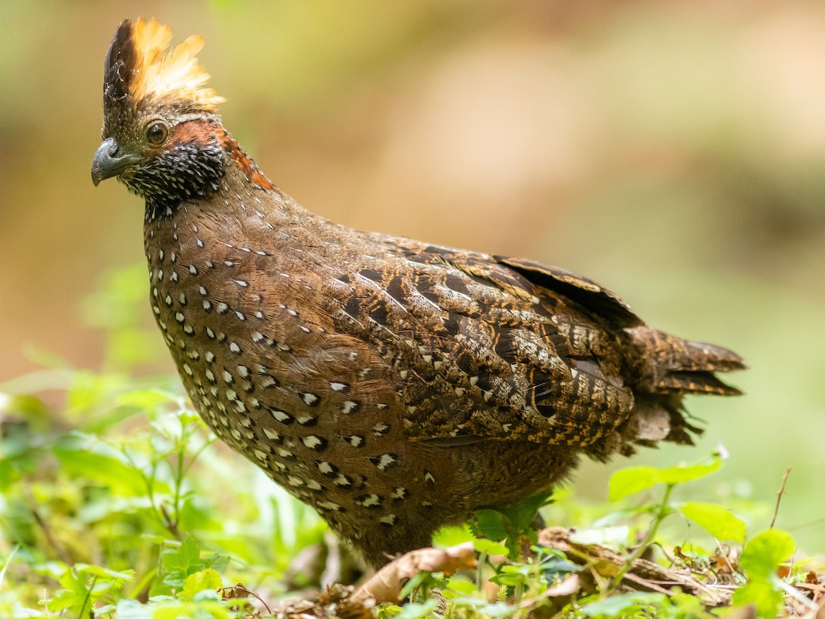 Spotted Wood-Quail - ML176482651