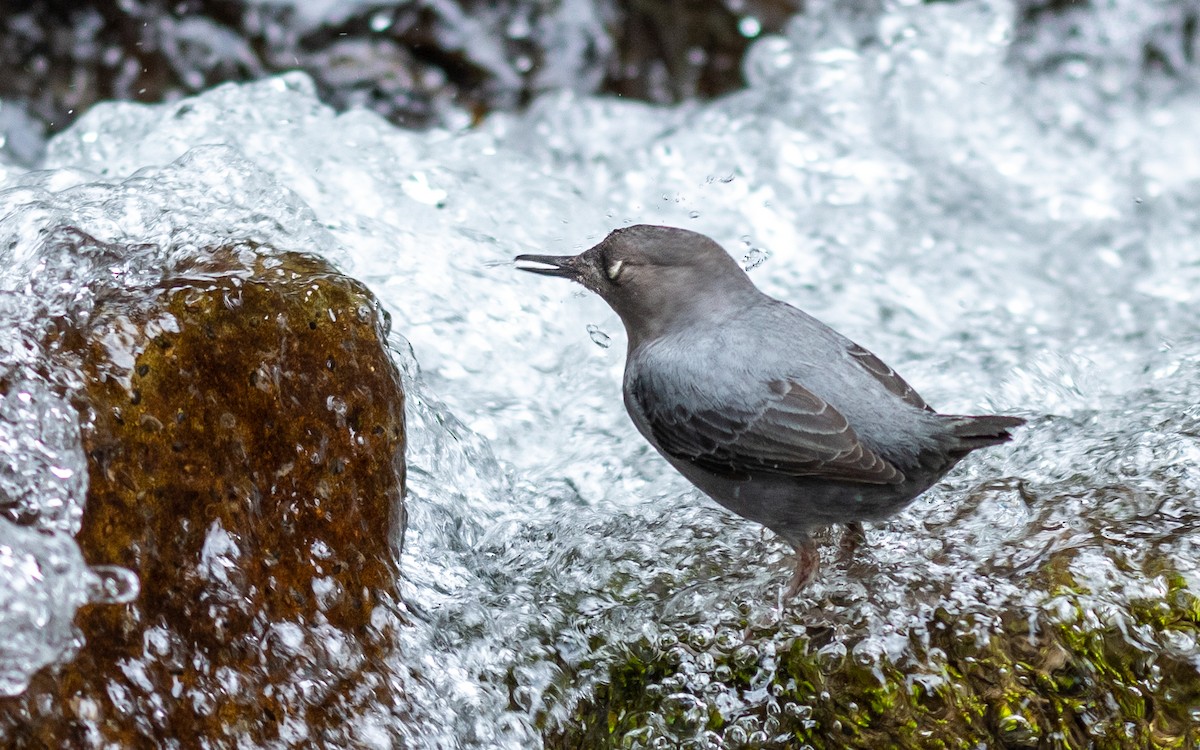 American Dipper - Jean-Louis  Carlo