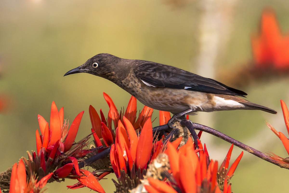 Spot-winged Starling - ML176483731