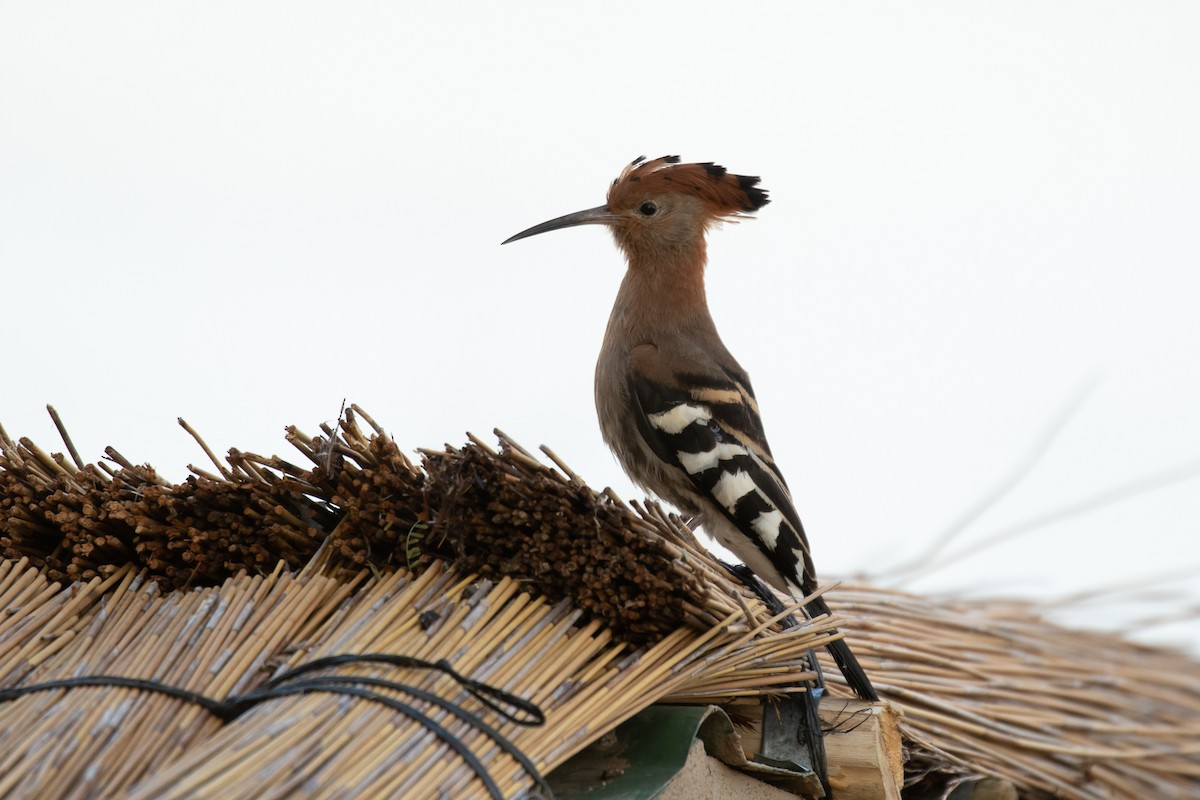 Eurasian Hoopoe (African) - ML176485201