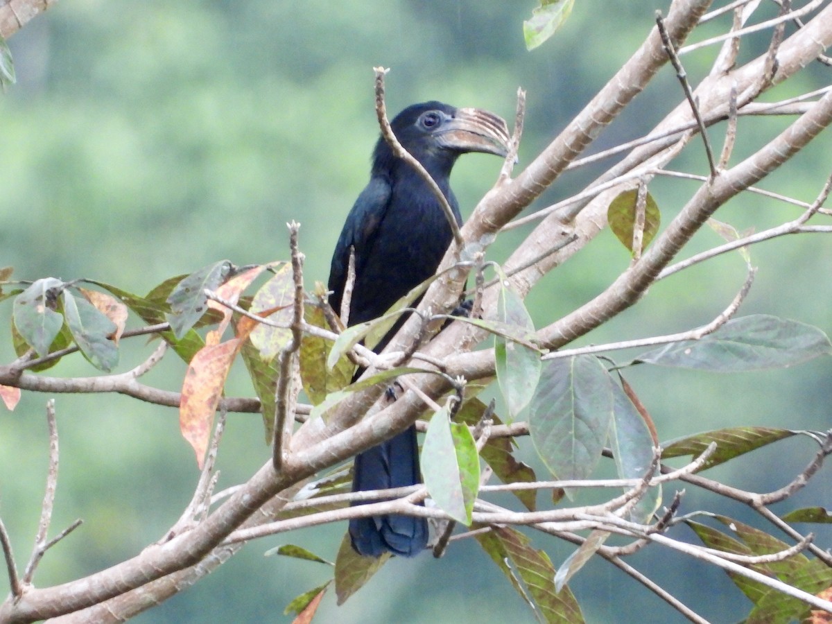 Sulawesi Hornbill - GARY DOUGLAS