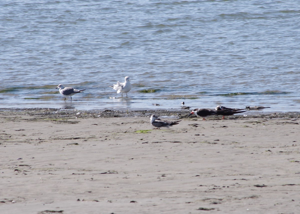 Laughing Gull - ML176485751