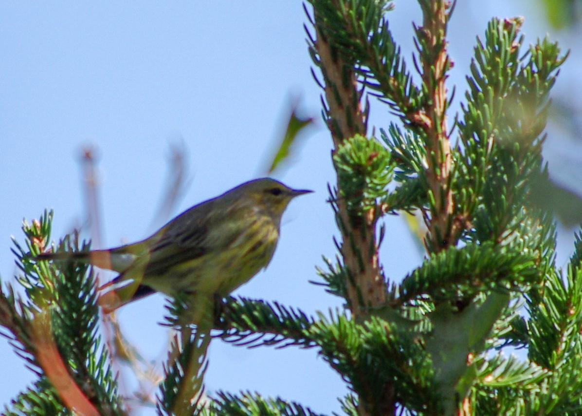 Cape May Warbler - Iain  Caldwell