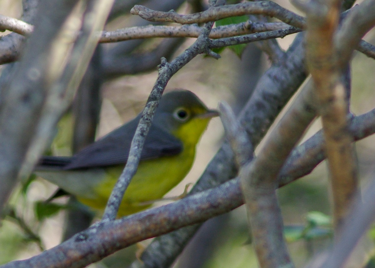 Canada Warbler - ML176486531