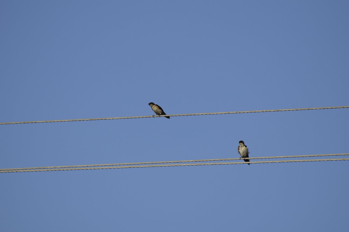 Red-rumped Swallow - ML176486691