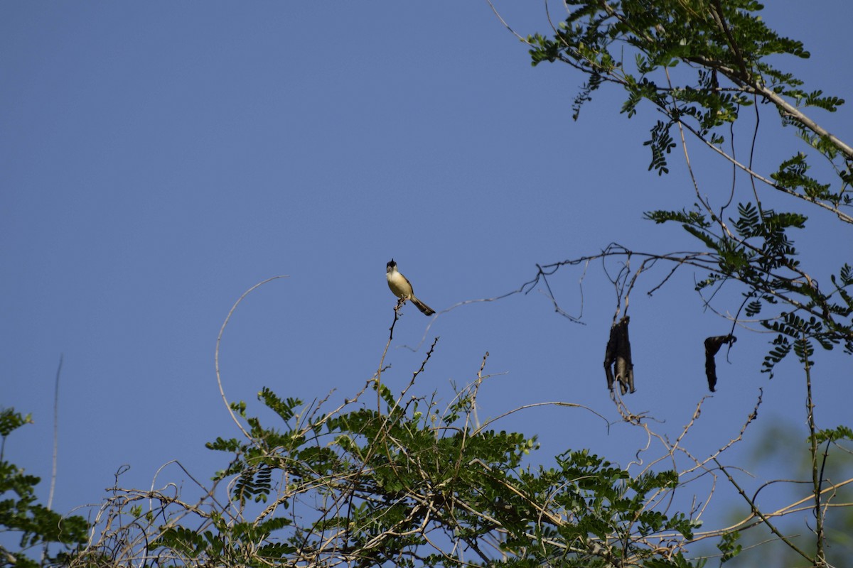 Ashy Prinia - ML176486841