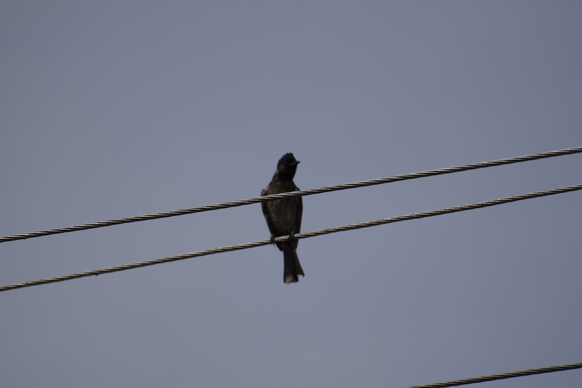 Red-vented Bulbul - ML176486991