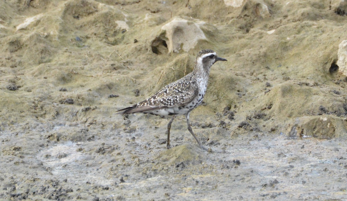 アメリカムナグロ - ML176488461