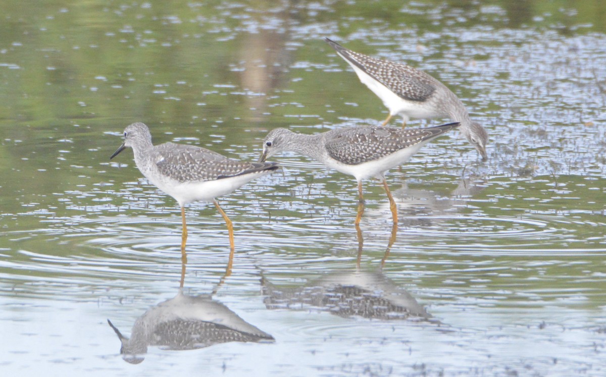 Totano zampegialle minore - ML176488581