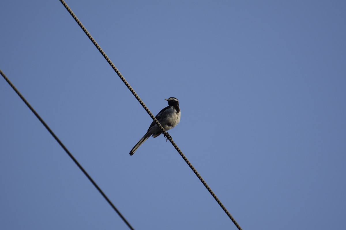 White-browed Wagtail - ML176488671