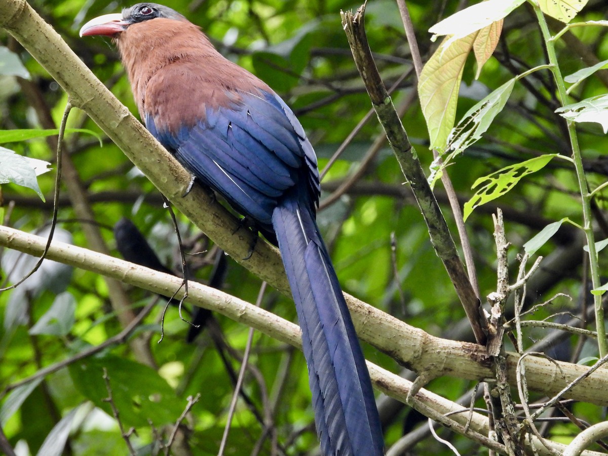 Yellow-billed Malkoha - ML176488701