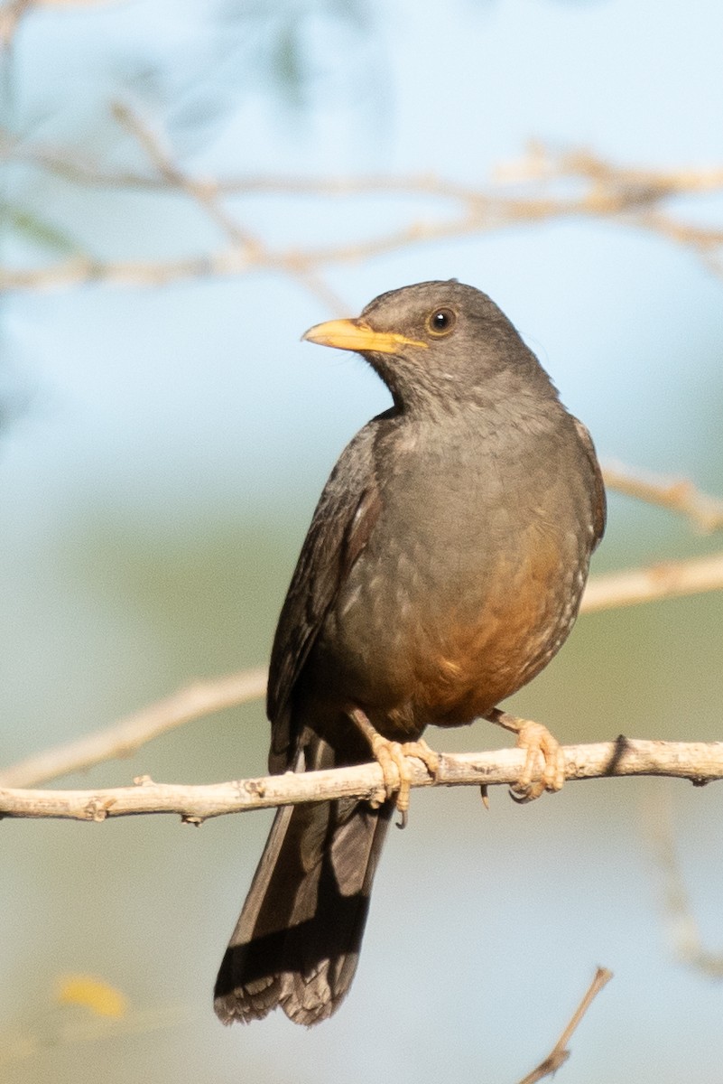 Karoo Thrush - ML176488721