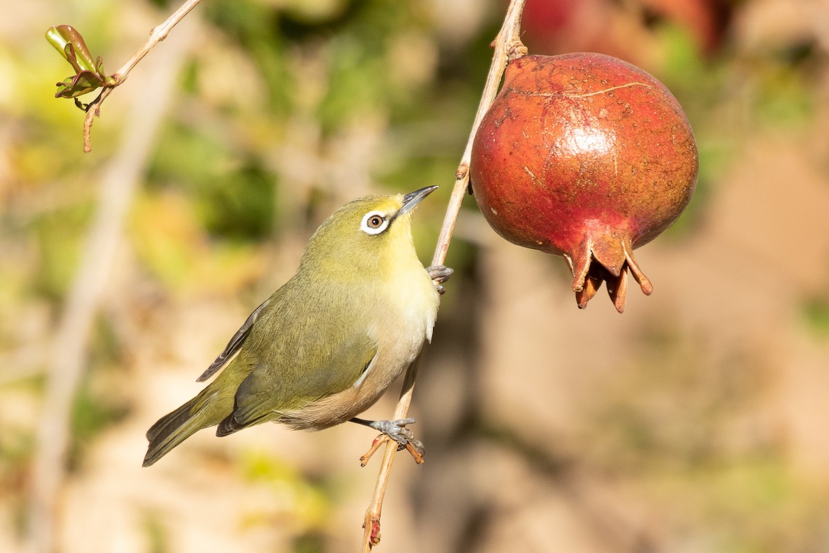 Orange River White-eye - Robert Lewis