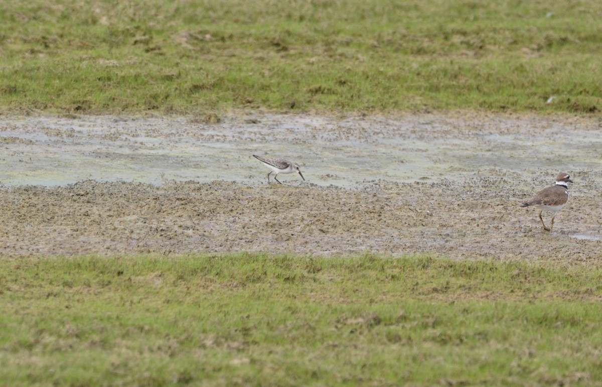 Piovanello tridattilo - ML176489101