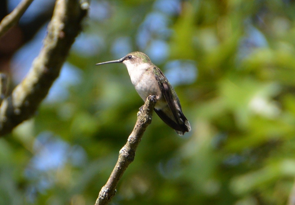 Ruby-throated Hummingbird - ML176490391