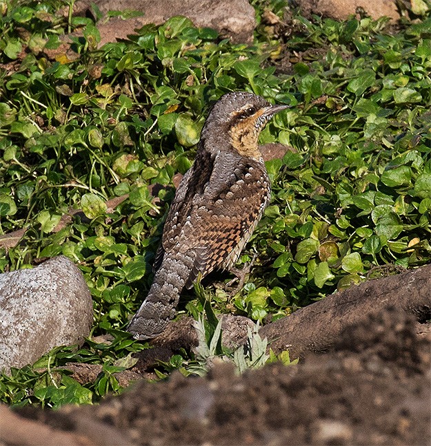 Eurasian Wryneck - ML176495501