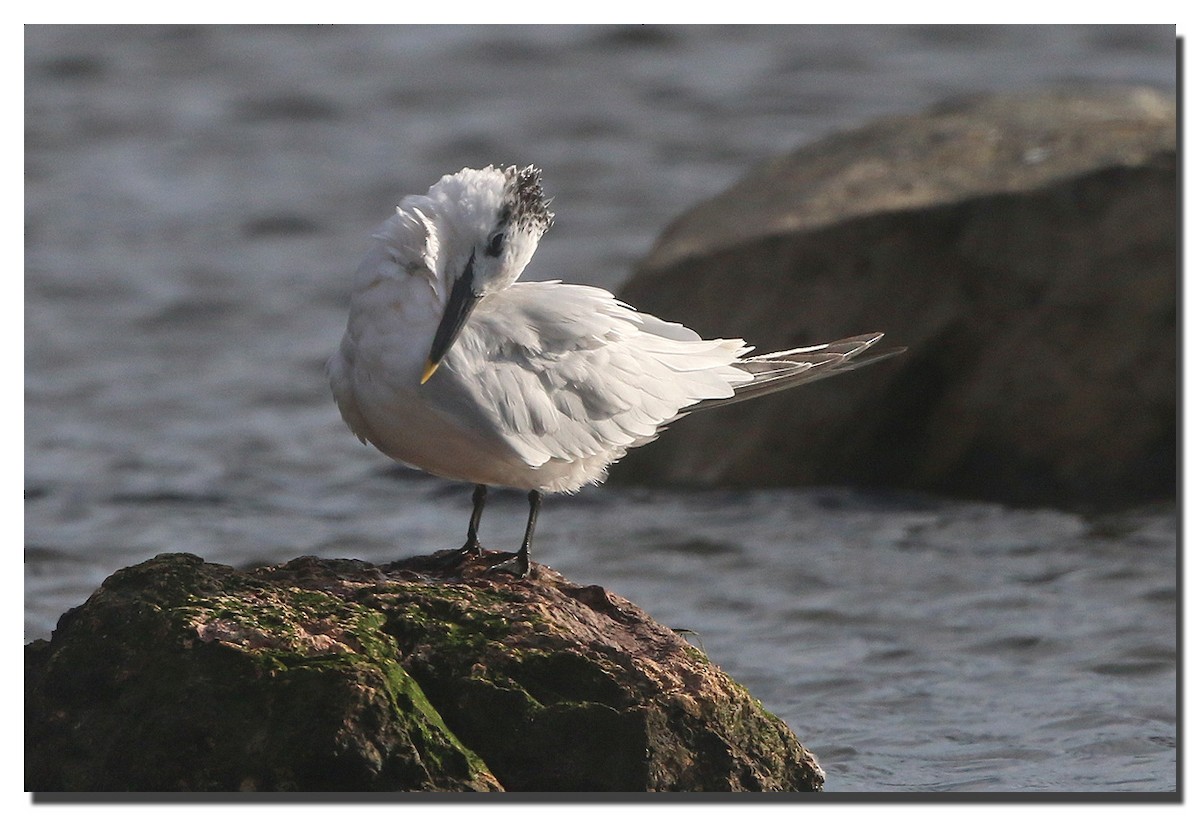 Sandwich Tern - ML176495581