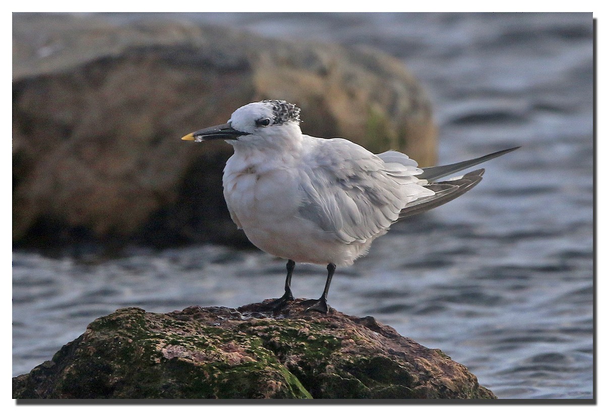 Sandwich Tern - ML176495591