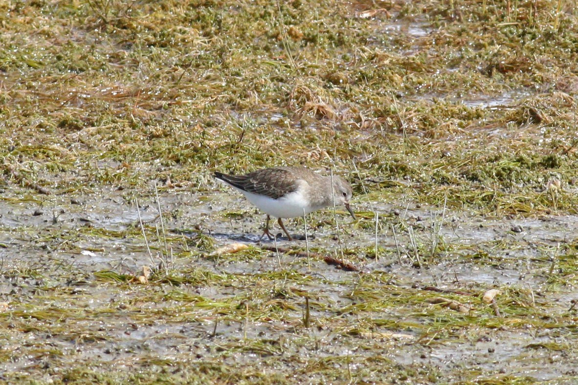 Temminck's Stint - ML176496111