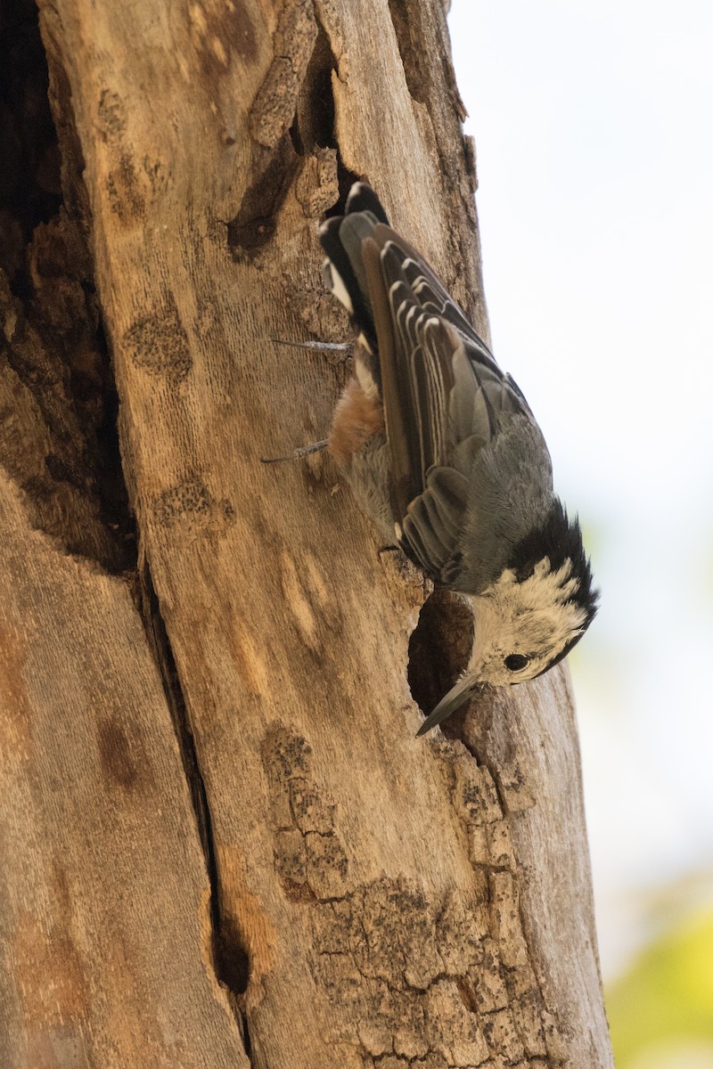 White-breasted Nuthatch - ML176497771