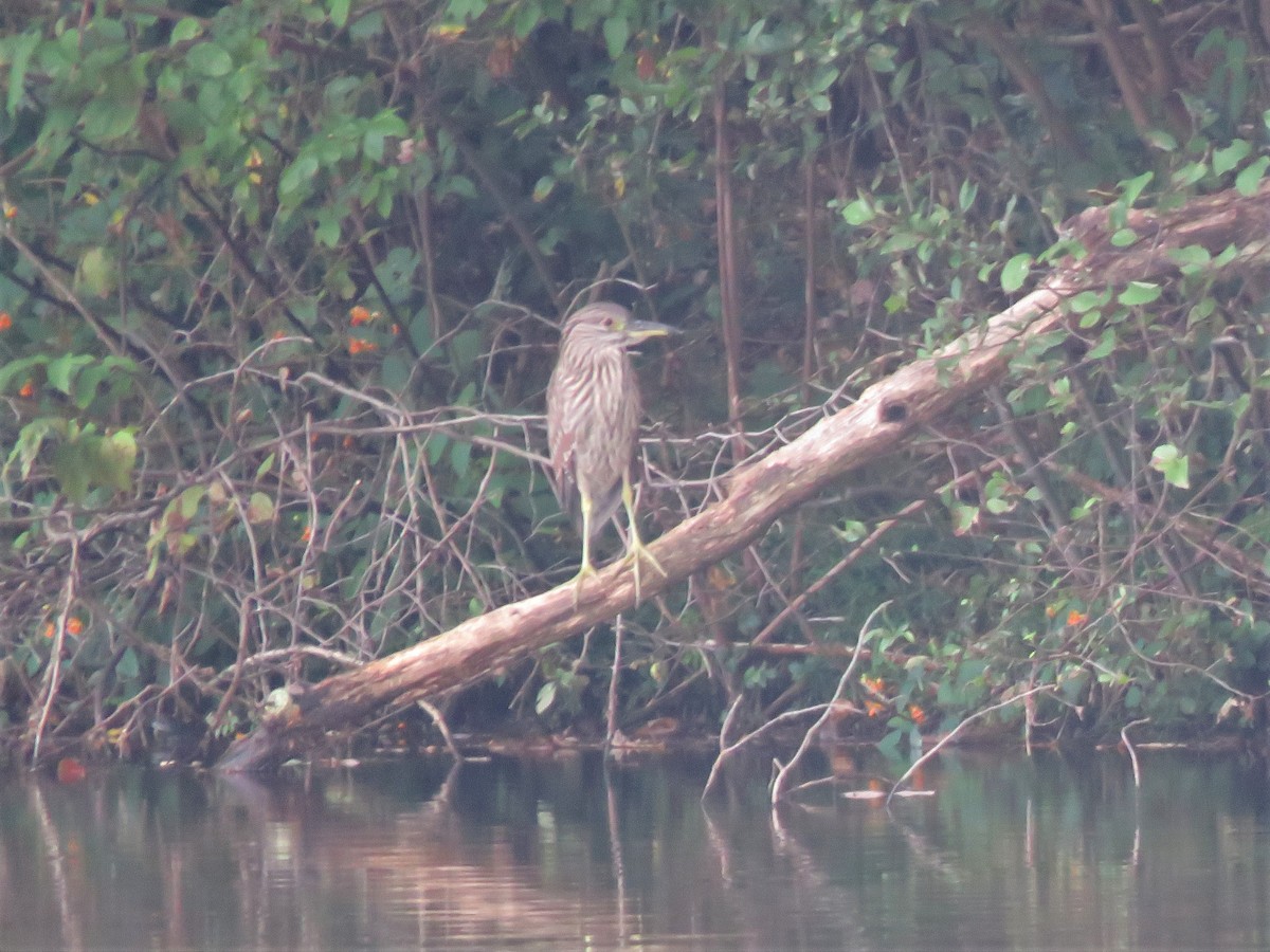 Black-crowned Night Heron - ML176498031