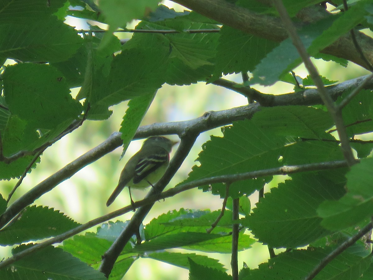 Least Flycatcher - ML176498321