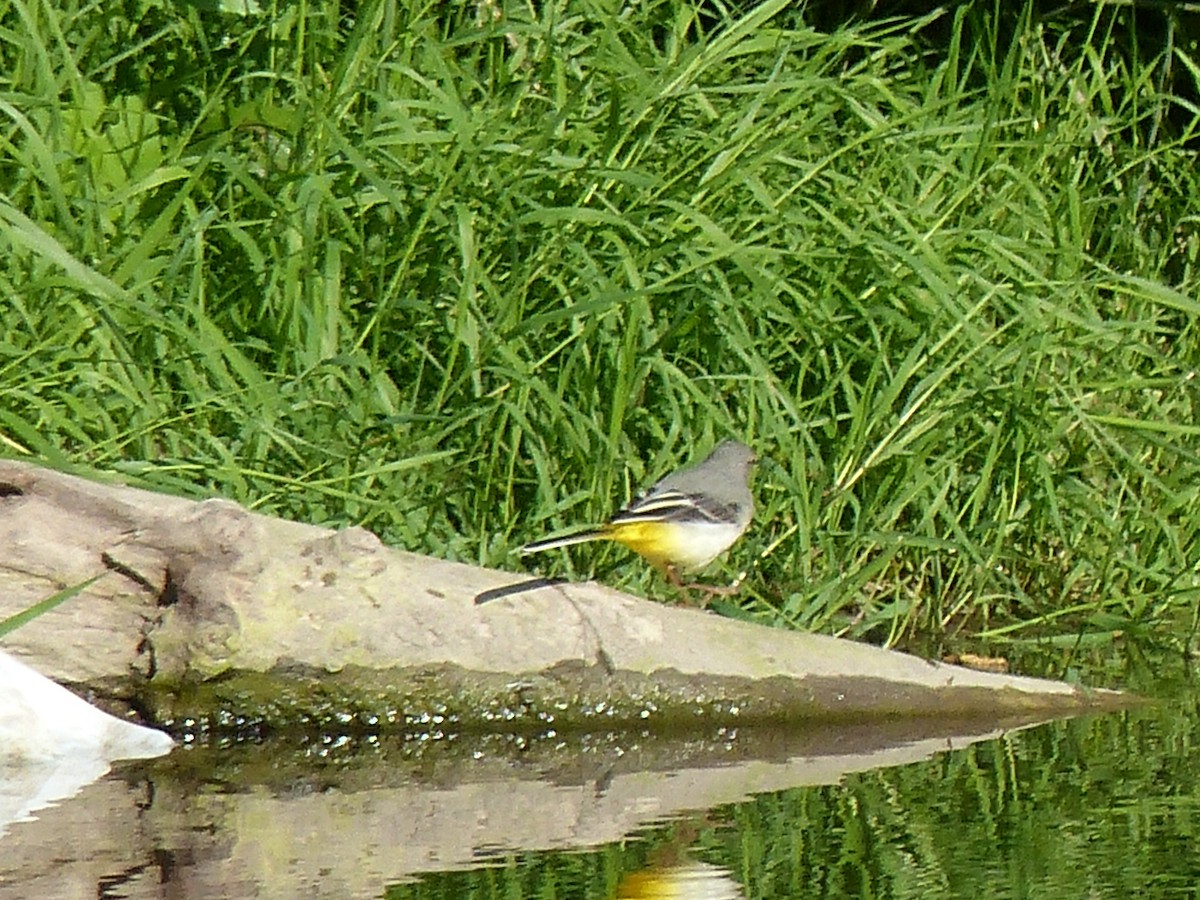 Gray Wagtail - ML176499461