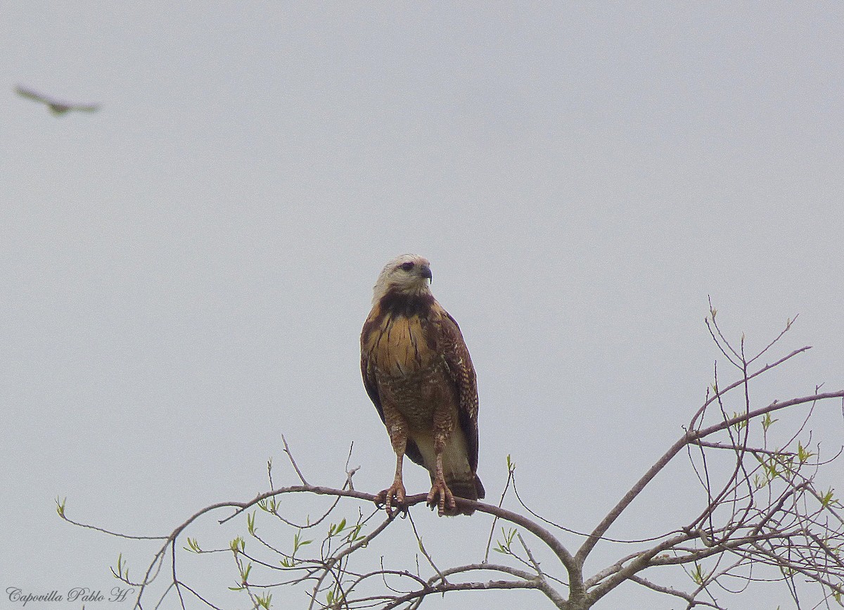 Black-collared Hawk - Pablo Hernan Capovilla