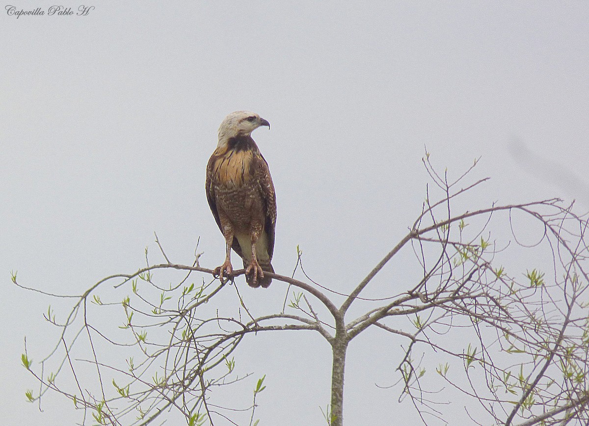 Black-collared Hawk - Pablo Hernan Capovilla