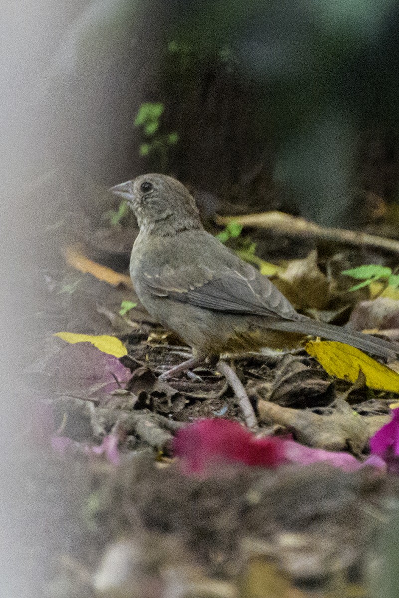 Canyon Towhee - Karina Ortega