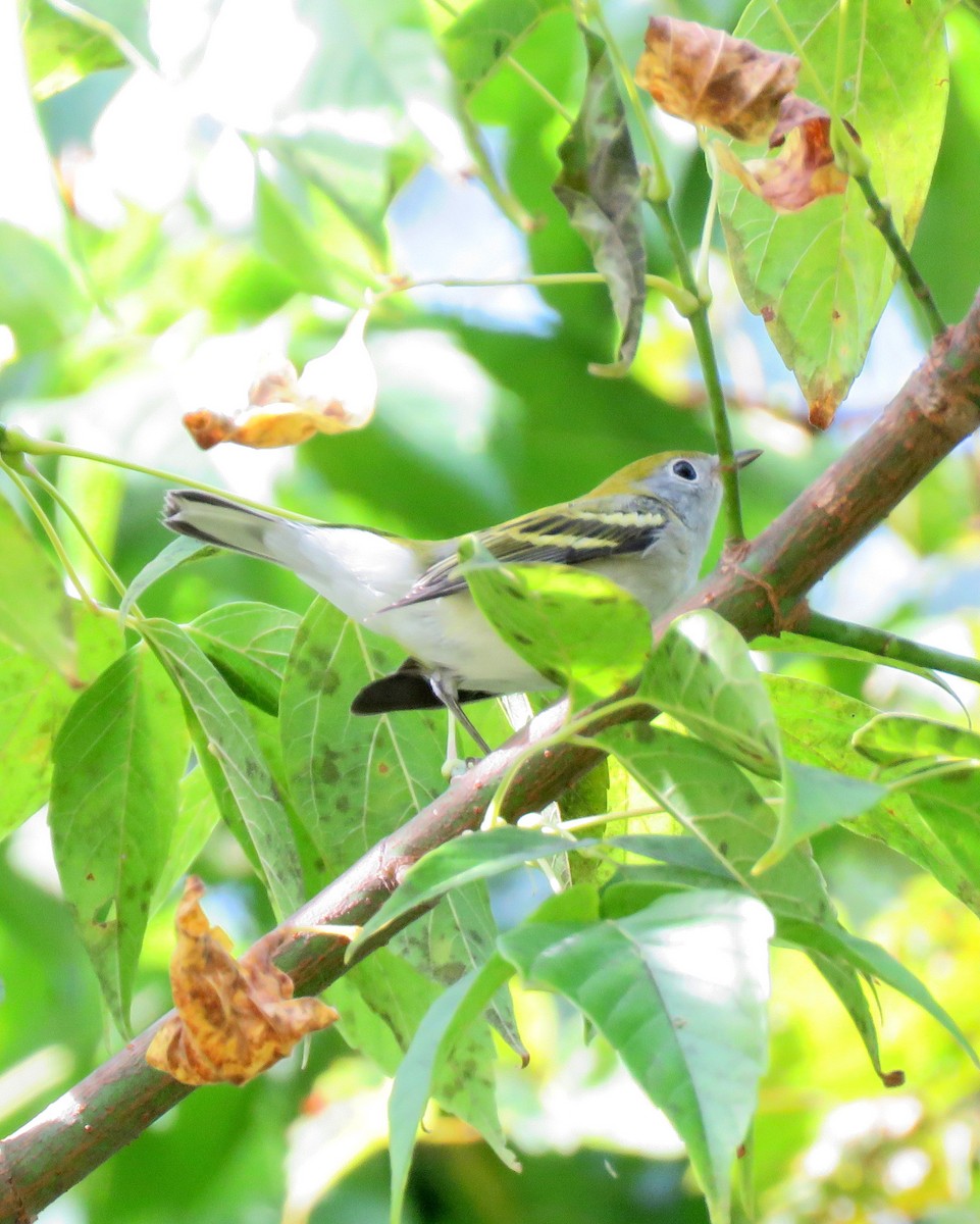 Chestnut-sided Warbler - ML176500721