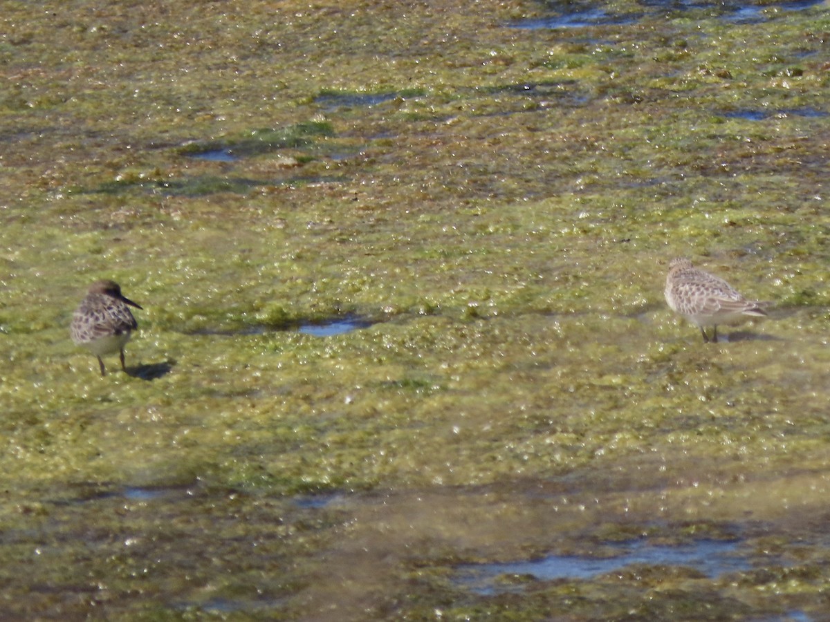 Baird's Sandpiper - Barry Langdon-Lassagne