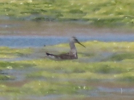 Wilson's Phalarope - ML176501001