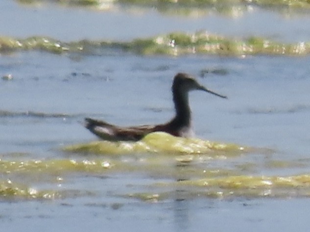 Wilson's Phalarope - Barry Langdon-Lassagne