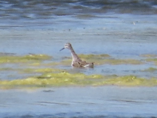 Wilson's Phalarope - Barry Langdon-Lassagne