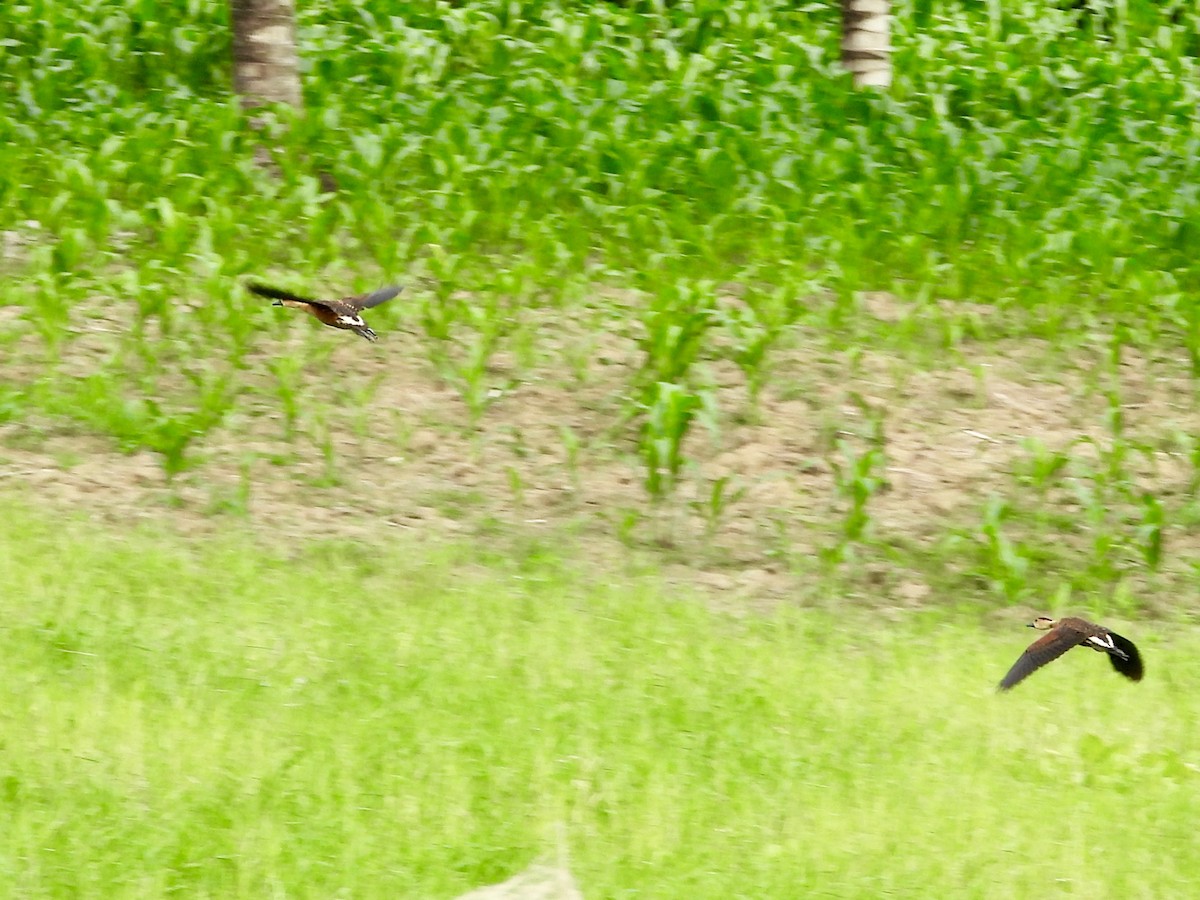 Wandering Whistling-Duck - ML176501081