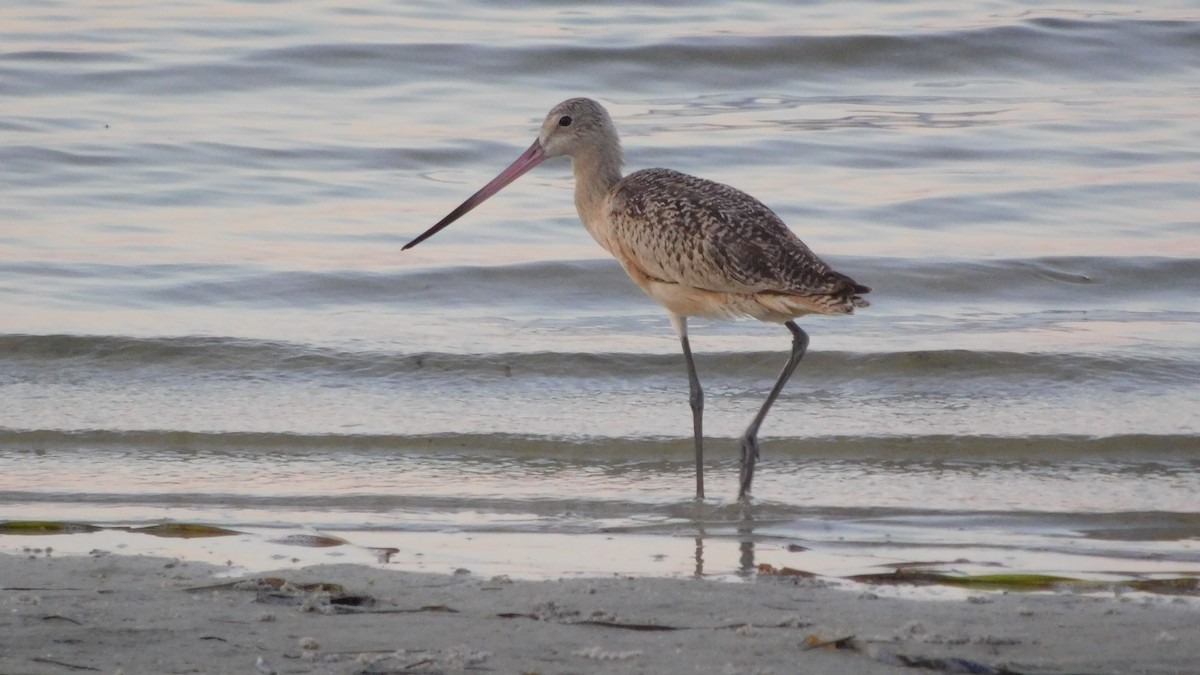 Marbled Godwit - John  Paalvast